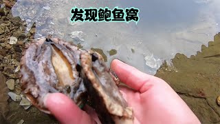 大海正退潮，小郑赶海意外发现鲍鱼窝，还抓到一条大海鳗，太刺激