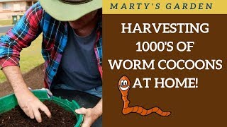 Harvesting THOUSANDS of Worm Cocoons Plus Potting Up ORGANIC Tomato Cuttings