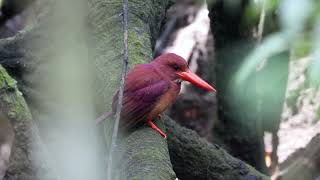 Ruddy Kingfisher (Halcyon coromanda) @ Danga Bay