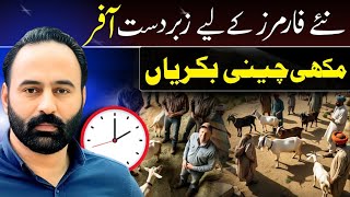 best oppertunity for new farms | 4 February 2025 | goat farming | chakwal goat farm |