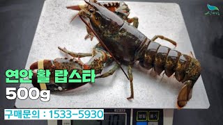 [신바람 농산물 협력농가 판매상품 1533-5930  (신선마켓.com)]연안 활 랍스타 500g 항공기로 직접 받아왔어요!