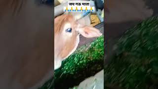 🐄🐄.....@gosala #cow #cowshort #viral #viralvideo #viralshort #indian 🇮🇳 #2023