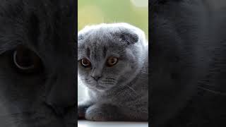 Cats and Kittens Meowing Compilation.