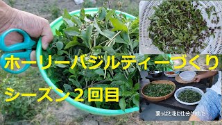 ホーリーバジルティーの作り方　収穫　お茶づくり　シーズン２回目　Making tea with Holy Basil... The second challenge of the season