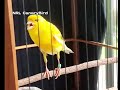 belgian canary singing doesn t your canary sing put this on he will sing a lot