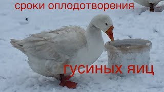 Сроки оплодотворённого Гусиного Яйца/Или сколько снесет гусыня яиц после спаривания с гусаком