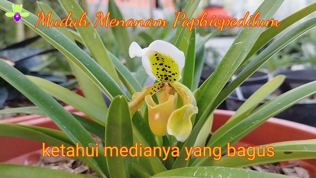 Cara Mudah Menanam Anggrek Paphiopedilum Dan Media Tanam Yang Tepat ...