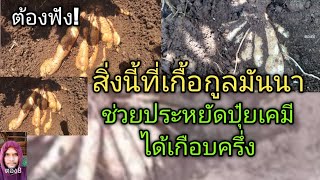 มันฯนาขาดสื่งนี้แย่แน่?ฟังเลย!ไม่มีสิ่งนี้เสริมเข้ามา มันนาถ้าจะแย่#cassava