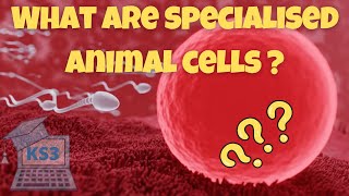 Exploring Specialized Animal Cells | Biology for Key Stage 3