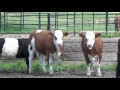 fleckvieh fall 2016 calves