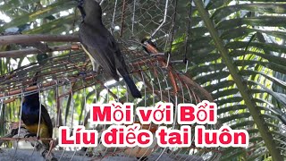 Bây hút mật nghe mồi với Bổi rít đã tai luôn - Cần Miền Tây