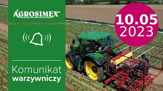 Sałata - ocena kondycji po przymrozkach - komunikat warzywniczy | Agrosimex