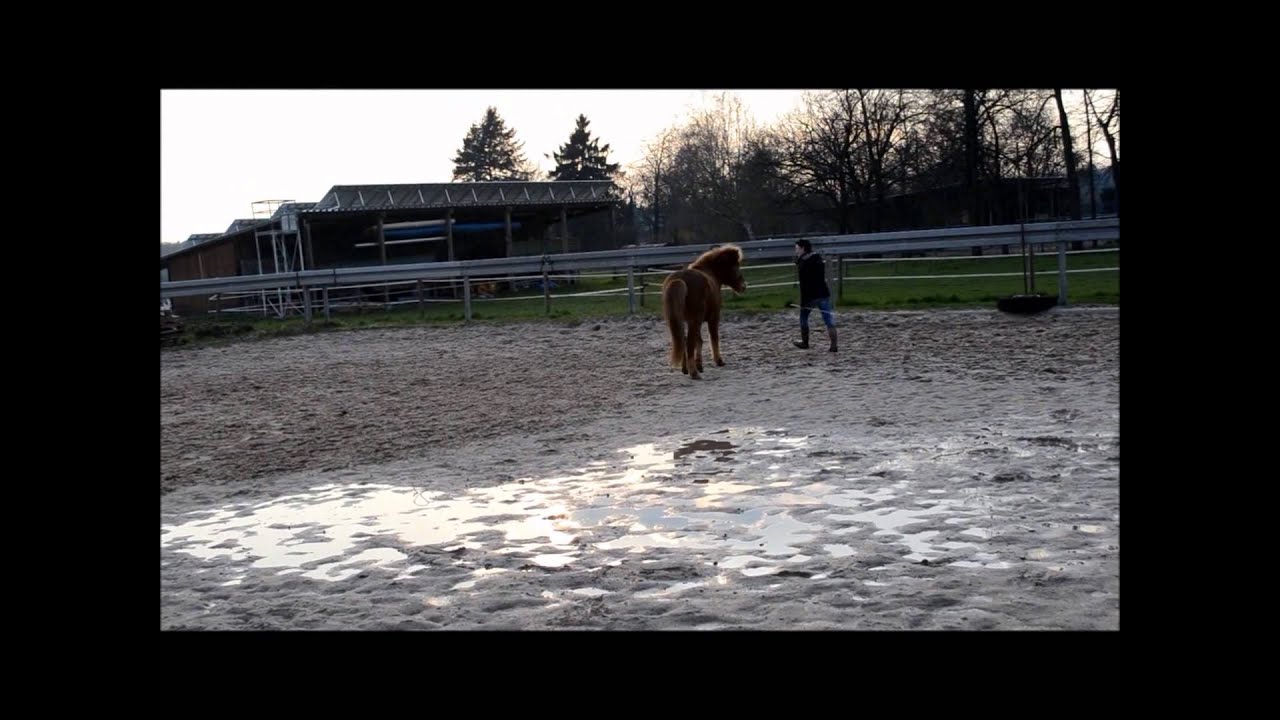 Freiheitsdressur Mit Islandpferd Youtube
