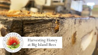 Learn About Harvesting Honey at Big Island Bees Apiary in Hawaii