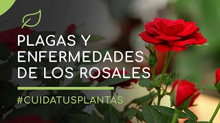 Rosales: plagas y enfermedades