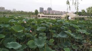 Lotus Lianshui Huaian China - MingNong Seeds