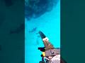 Spearfishing_ Memanah ikan dari dekat part 47 #shorts