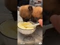 twin dogs is very cute #funny #baby #twins #dog #eat