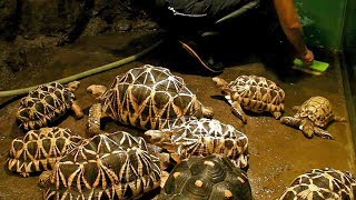 掃除中の飼育員とビルマホシガメ（サンシャイン水族館）Burmese starred tortoise  \u0026  Zoo Keeper