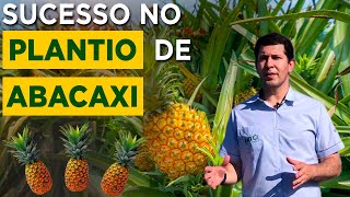 Cuidados ao plantar sua lavoura de Abacaxi -  Prof  Carlos Eduardo UFV