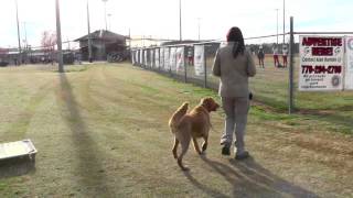 Distraction Trainng, Masen, Golden Retriever, Day 6: Softball, Crowds, Bikes, Kids