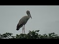 birds at kawal tiger reserve