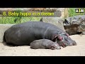 what does hippo dream meaning dreaming of hippo hippopotamus dream interpretation