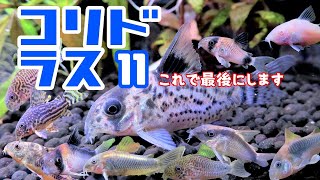 【アクアリウム/コリドラスの飼い方】コリドラス飼育/私はこのように飼ってます/基本と違う、水槽に合わせた飼育方法/コリドラスNo.11を導入/コリドラス・レウコメラス