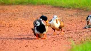 DUCK MATING GROUP