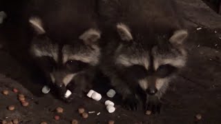 Baby Raccoons Sunday Night