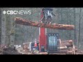 Vancouver Park Board staff seeks approval to advance Stanley Park tree removal