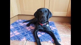 Sevie - 5 Month Old Labrador - 3 Weeks Residential Dog Training