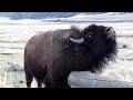 bison in yellowstone おやじバッファロー