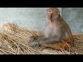 मंकी रानी सुबह से शाम तक क्या करती है😊।। monkey rani morning to evening rotation 🌄 akash kumar rbl