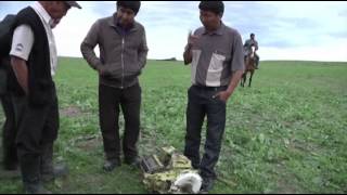 Raw: Plane Crashes into Kyrgyzstan Pasture