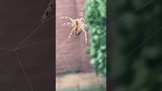 spider | spider's web | beautiful spider walking #spider #shorts #ytshorts #youtubeshorts