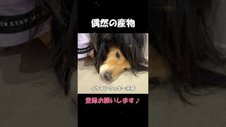 愛犬をヘアセットして遊んでみた結果奇跡が起きた#goldenretriever #dog #箱入りクッキーはゴールデンレトリバー