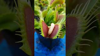 Venus Flytrap Carnivorous Plant digests a worm