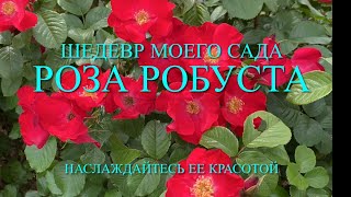 Розы. Шедевр моего сада - роза Робуста. Посмотрите как она хороша. Описание этого сорта.🌹🌹🌹