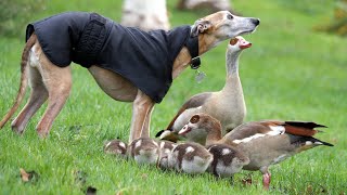 Egyptian Goose Family \u0026 Dog