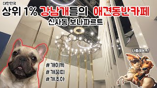 상위1% 강남개들의 애견동반카페! ㅣVisiting a pet friendly Korean cafe with my Frenchies [ENG SUBTITLES]