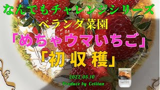 我が家のベランダ菜園で「めちゃウマいちご」初収穫\u0026試食 2022 05 10