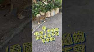 路邊小貓喵喵叫