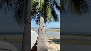 Lizard on a Coconut Tree Beach Coconut Tree Sea Water