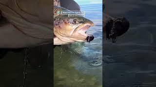 30LB WILD BROWN TROUT! - ‘Pure Fly NZ’ on FishingTV