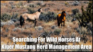 Searching For Wild Horses At: Kiger Mustang Herd Management Area