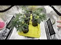 how to grow organic gg 4 week 3 veg