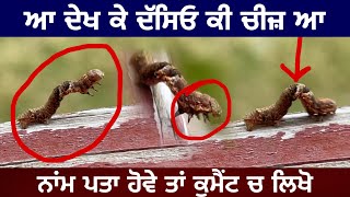 AMAZING MOTH ਆ ਕੀ ਚੀਜ਼ ਆ ਨਾਂ ਪਤਾ ਹੋਵੇ ਤਾਂ ਕੁਮੈਂਟ ਚ ਦੱਸਿਓ  By Lakhwinder Singh Gambhir