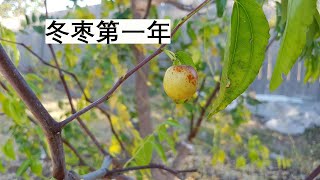 冬枣种植： 第一年，很失望；第二年，很期望。Winter jujube: 1st year, disappointed; 2nd year, still hopeful