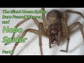 Hobo Spider, Giant House Spider, and Barn Funnel Weaver Part 2 - The Spiders in Your House